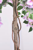 Bougainvillea A: Tree with Light Pink Flowers and Vines