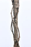 Bougainvillea A: Tree with Light Pink Flowers and Vines