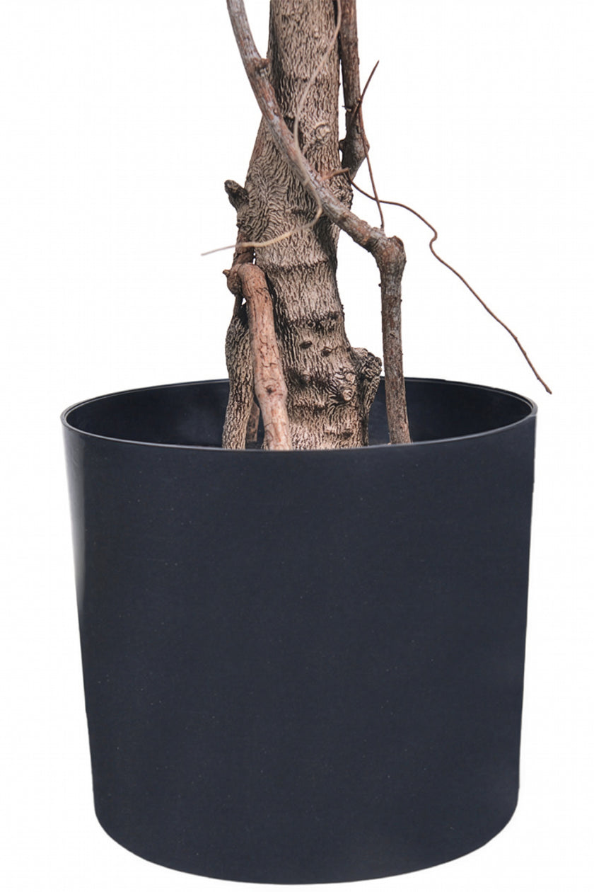 Bougainvillea A: Tree with Light Pink Flowers and Vines