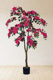 Bougainvillea C: met Fuchsia Bloemen en Dikke Stam