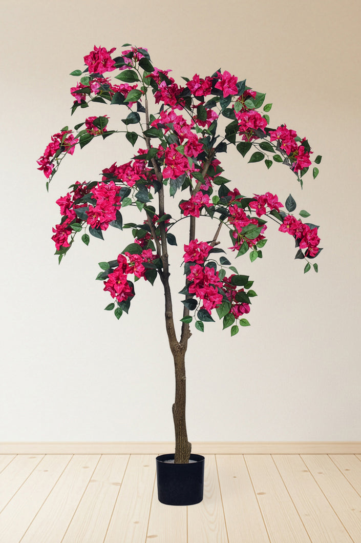 Bougainvillea C: with Flowers and Thick Trunk