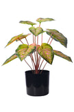 Artificial Pink & Green Caladium (Taro) Plant in Pot