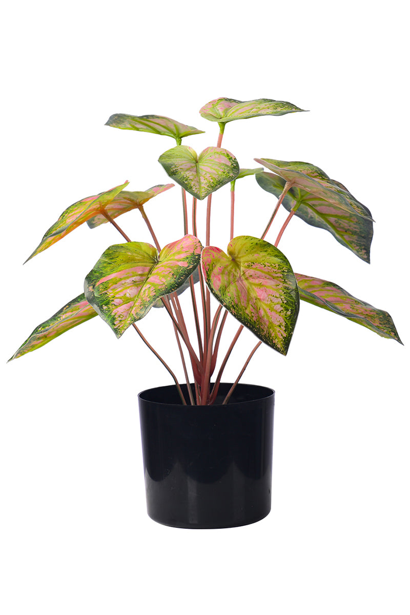 Artificial Pink & Green Caladium (Taro) Plant in Pot