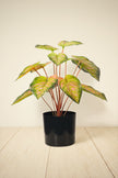 Artificial Pink & Green Caladium (Taro) Plant in Pot