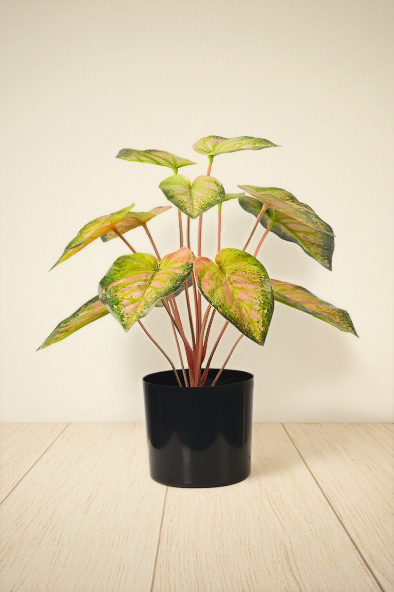 Artificial Pink & Green Caladium (Taro) Plant in Pot