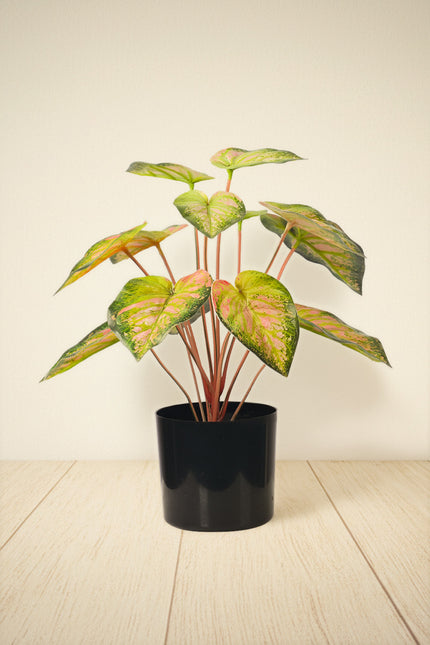 Artificial Pink & Green Caladium (Taro) Plant in Pot