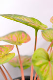 Artificial Pink & Green Caladium (Taro) Plant in Pot