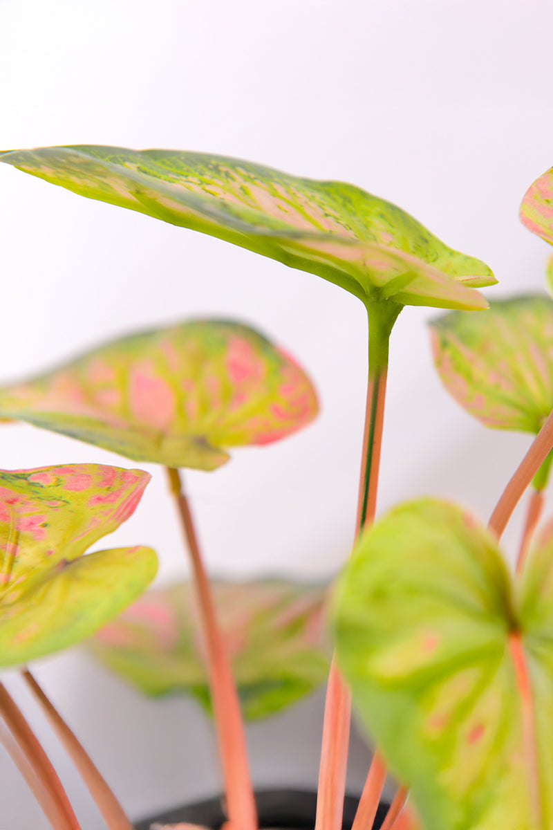 Artificial Pink & Green Caladium (Taro) Plant in Pot