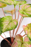 Artificial Pink & Green Caladium (Taro) Plant in Pot