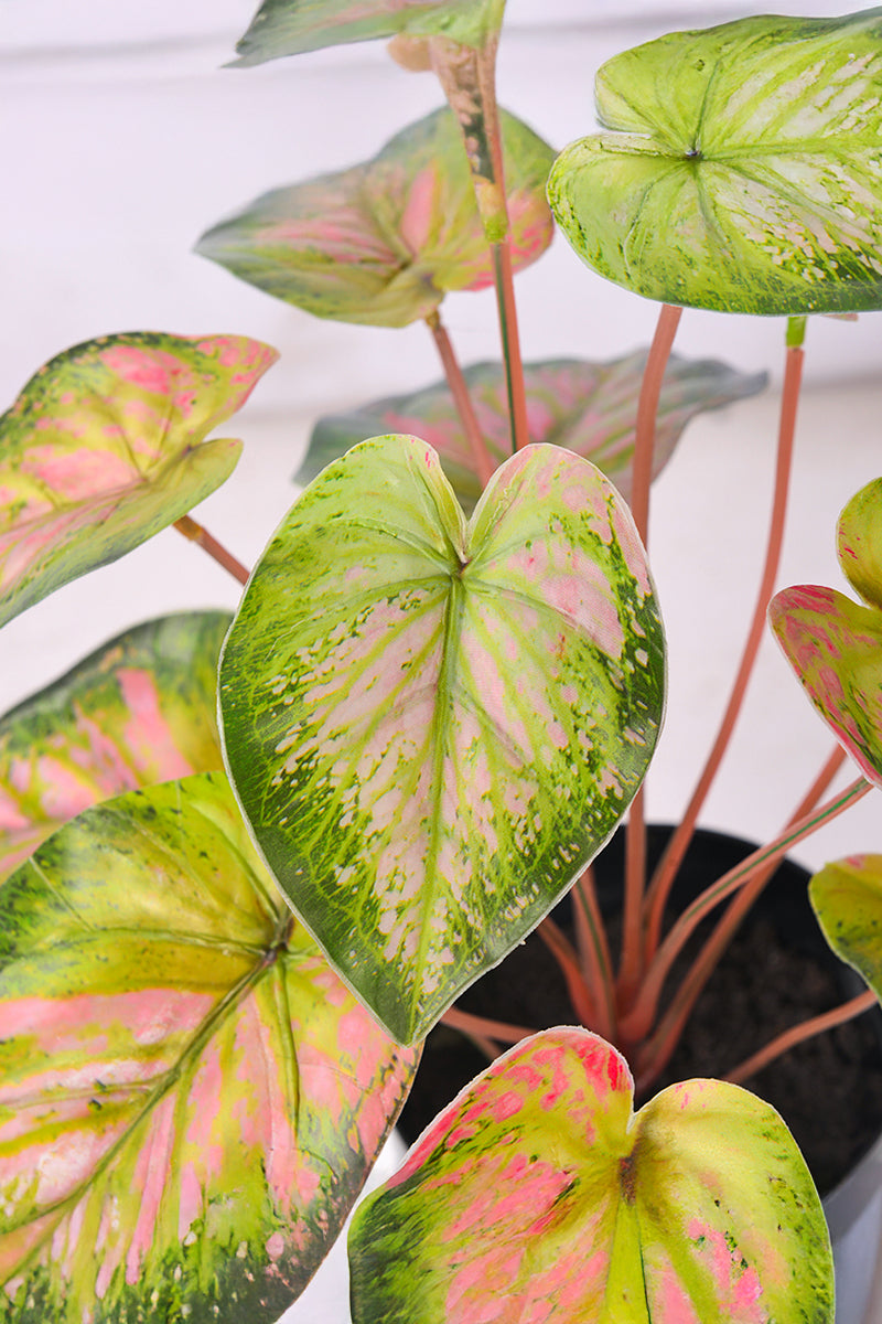 Artificial Pink & Green Caladium (Taro) Plant in Pot