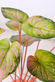 Artificial Pink & Green Caladium (Taro) Plant in Pot