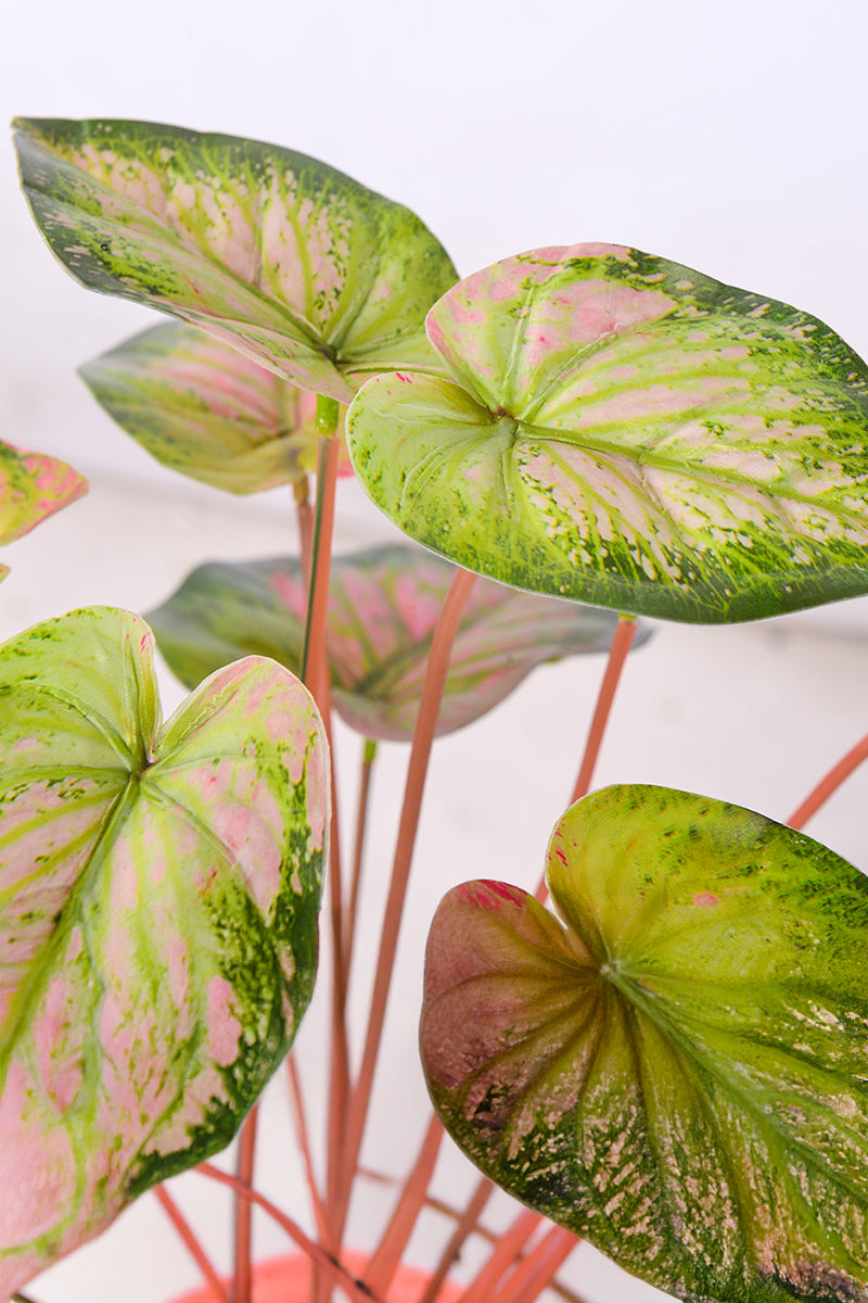 Artificial Pink & Green Caladium (Taro) Plant in Pot
