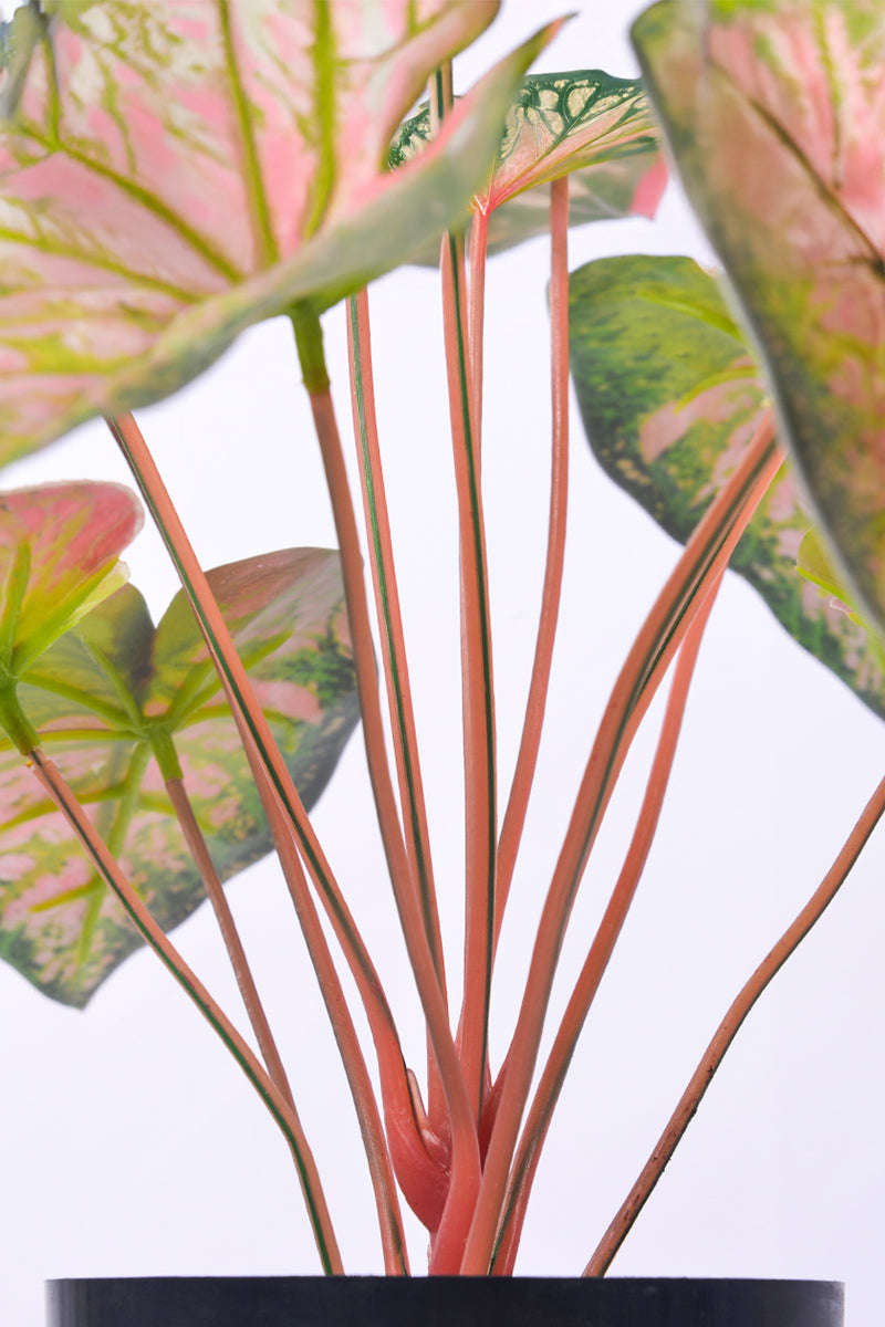 Artificial Pink & Green Caladium (Taro) Plant in Pot