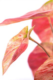 Artificial Pink Caladium (Taro) Plant in Pot