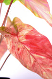 Artificial Pink Caladium (Taro) Plant in Pot