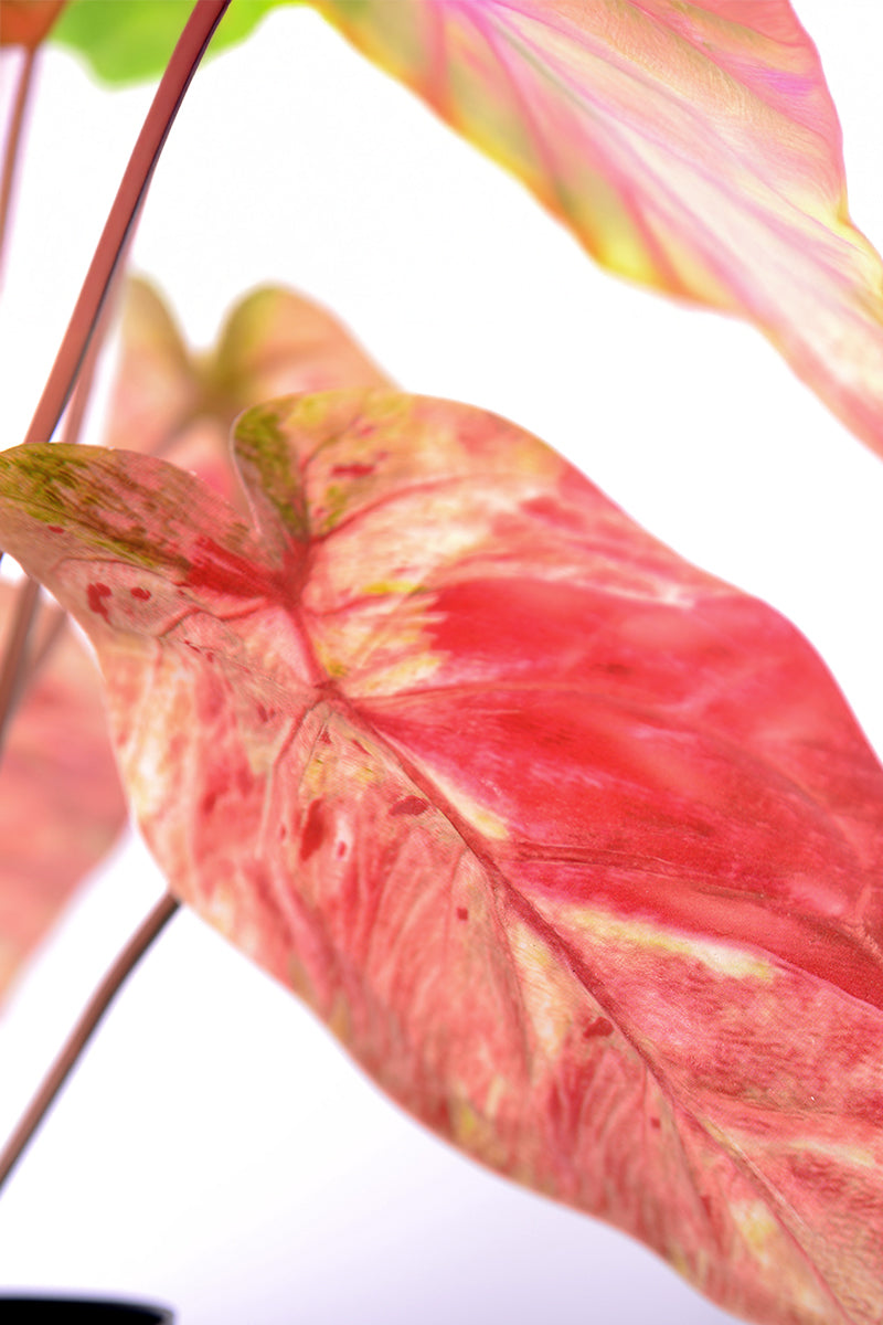 Artificial Pink Caladium (Taro) Plant in Pot