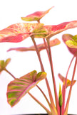 Artificial Pink Caladium (Taro) Plant in Pot
