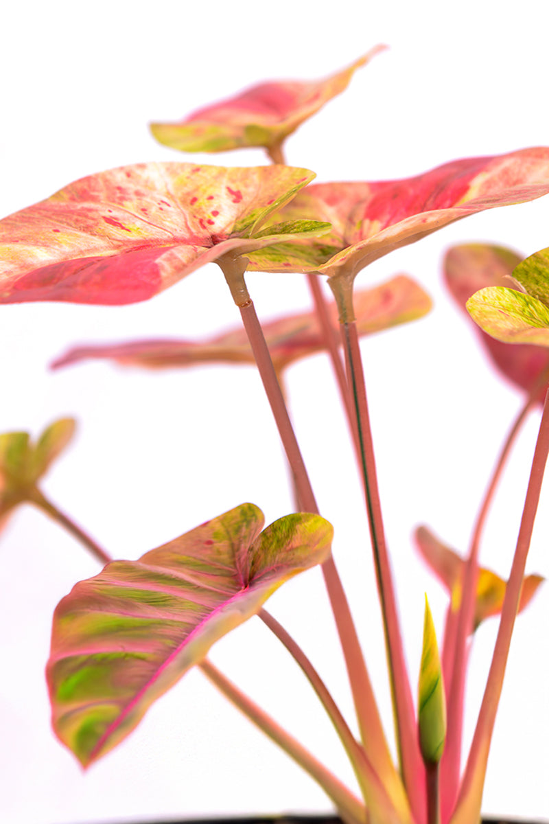 Artificial Pink Caladium (Taro) Plant in Pot