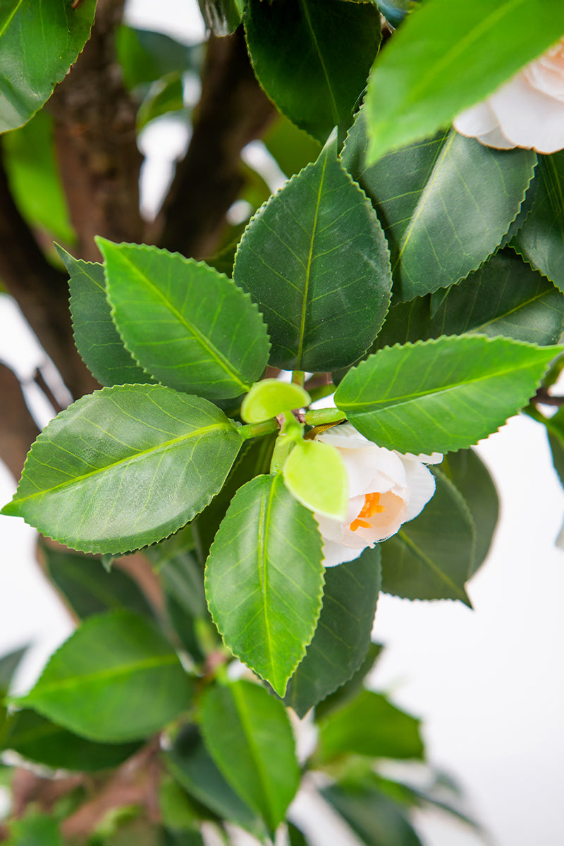 Artificial Camellia Tree with White Flowers and Realistic Trunk