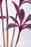 Dracaena Artificial Cordyline ‘Red Sister’ Tree