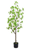 Enkianthus G: with Green Leaves
