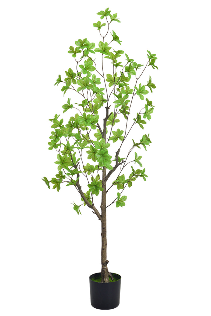 Enkianthus G: with Green Leaves