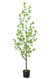 Enkianthus G: with Green Leaves