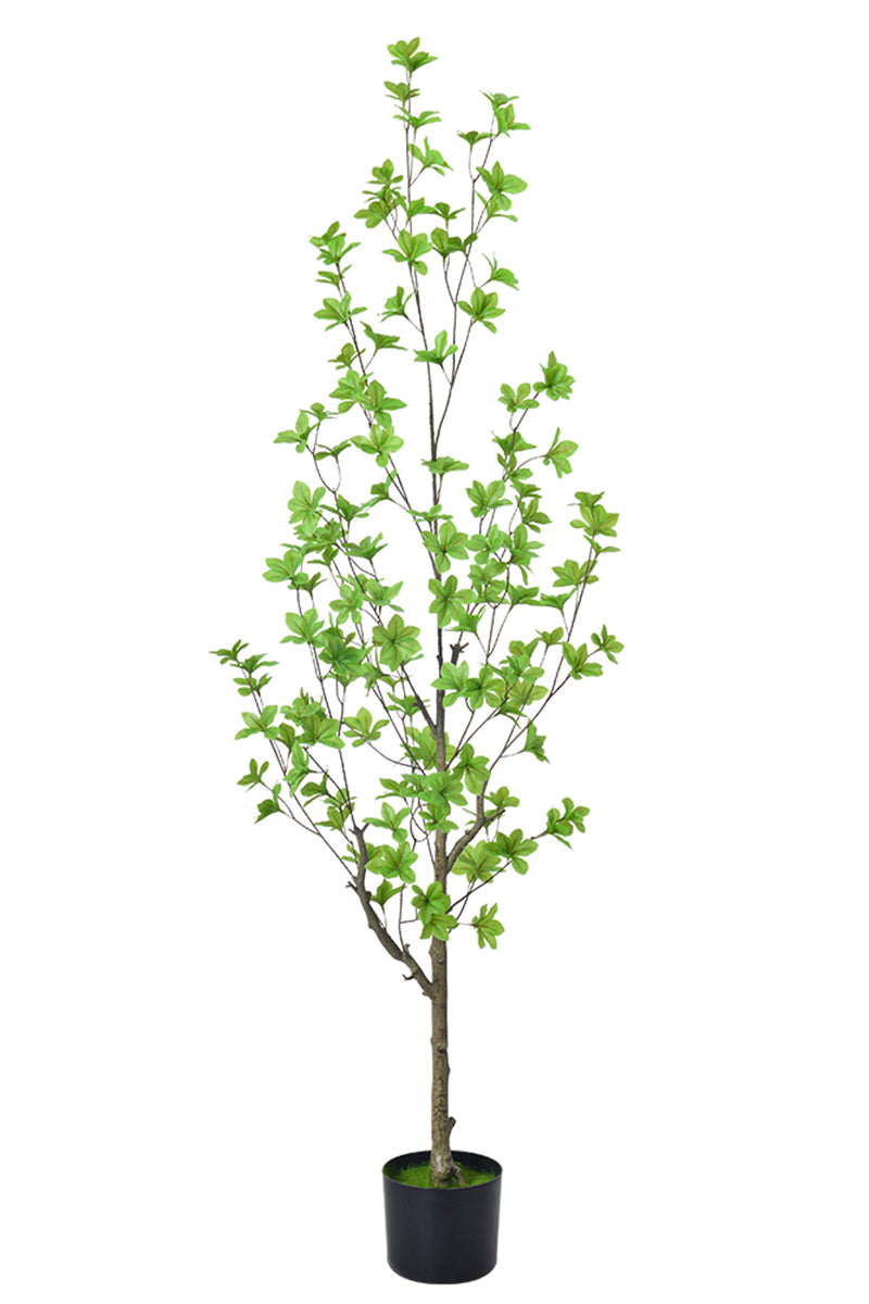 Enkianthus G: with Green Leaves