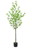 Enkianthus G: with Green Leaves