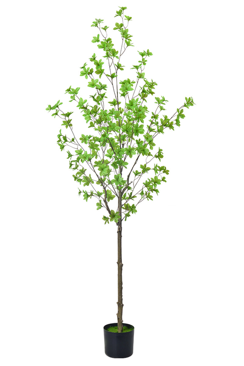 Enkianthus G: with Green Leaves