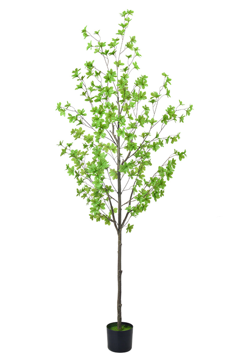 Enkianthus G: with Green Leaves