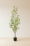 Enkianthus G: with Green Leaves