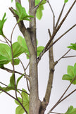 Enkianthus G: with Green Leaves