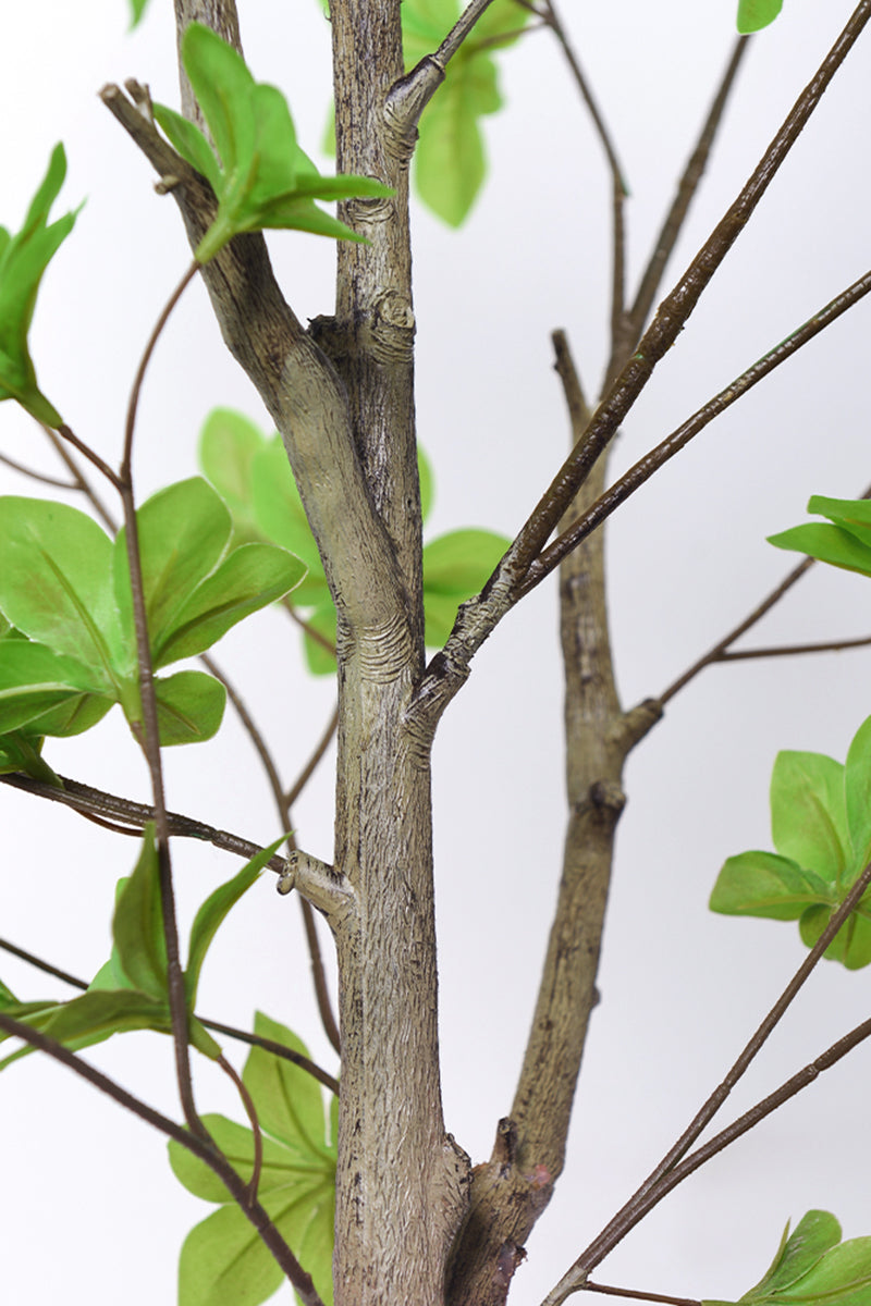 Enkianthus G: with Green Leaves
