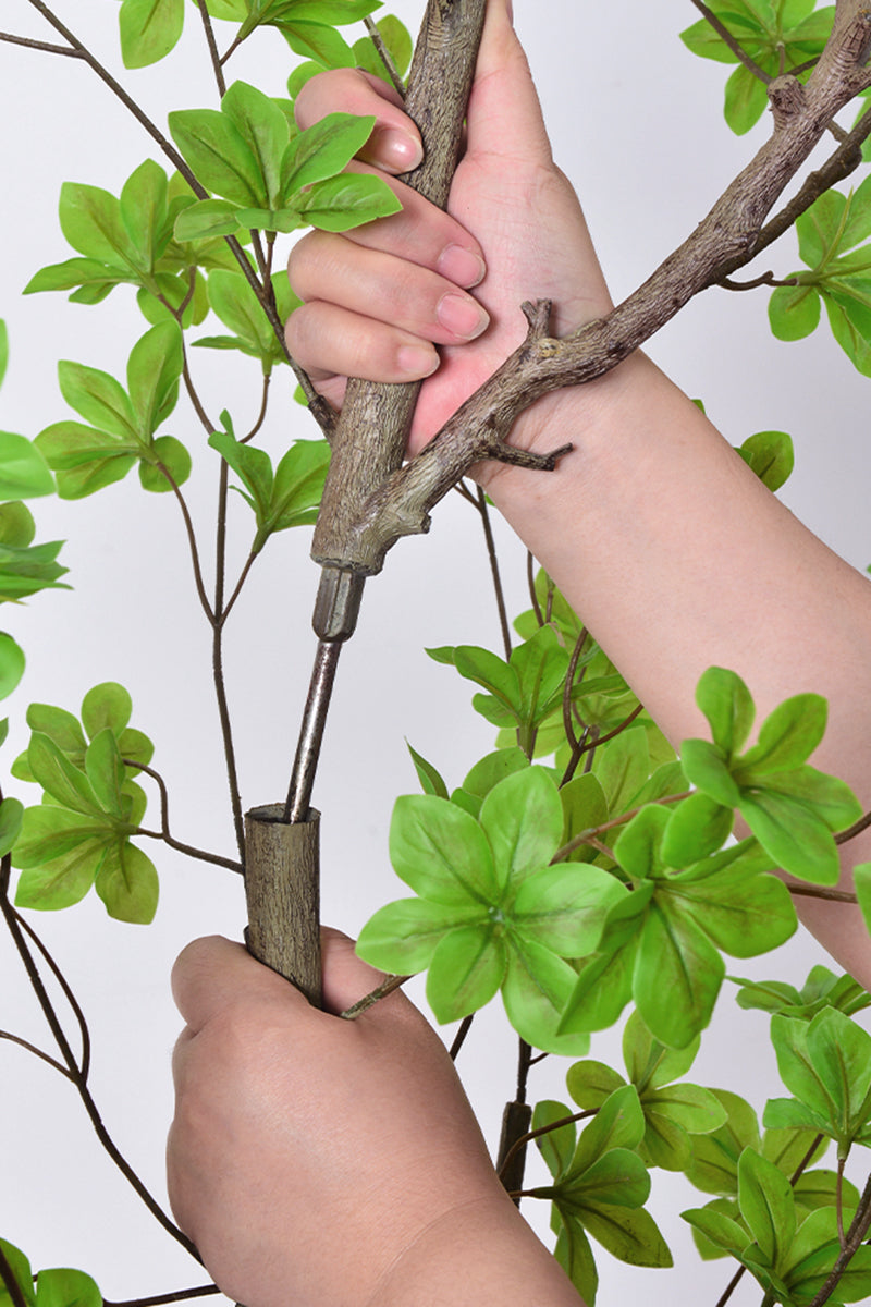 Enkianthus G: with Green Leaves