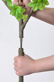 Enkianthus G: with Green Leaves