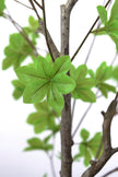 Enkianthus G: with Green Leaves