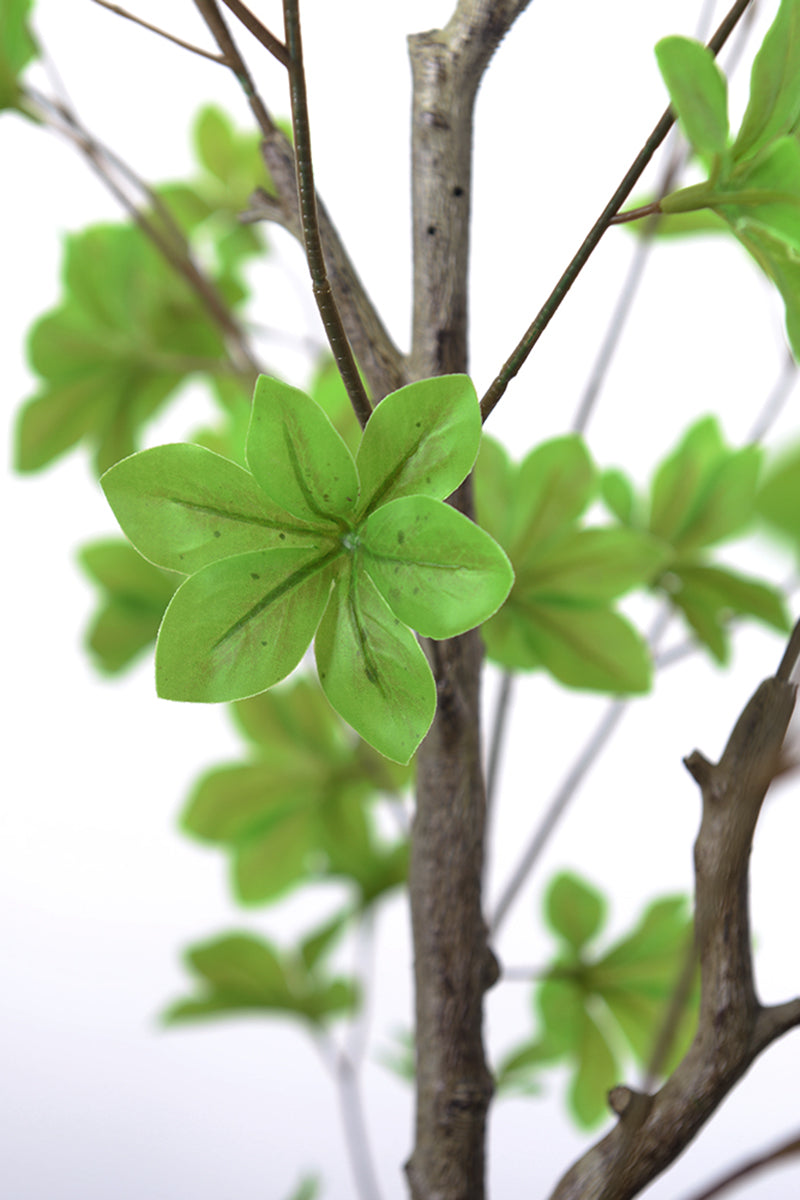 Enkianthus G: with Green Leaves
