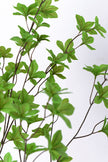 Enkianthus G: with Green Leaves