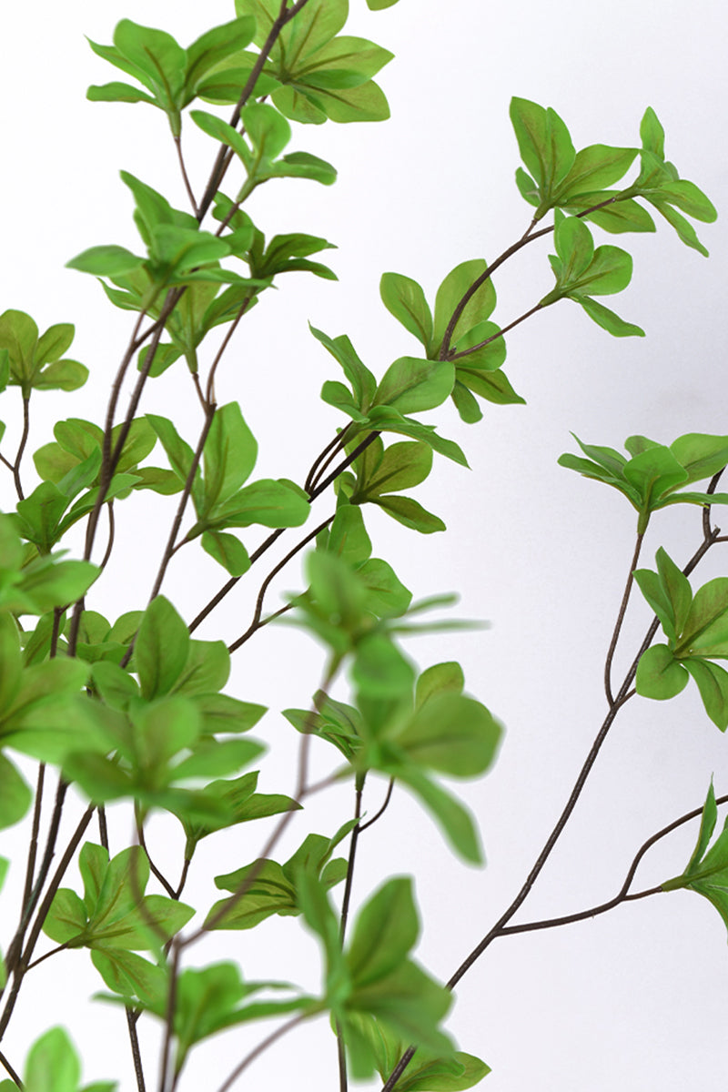 Enkianthus G: with Green Leaves