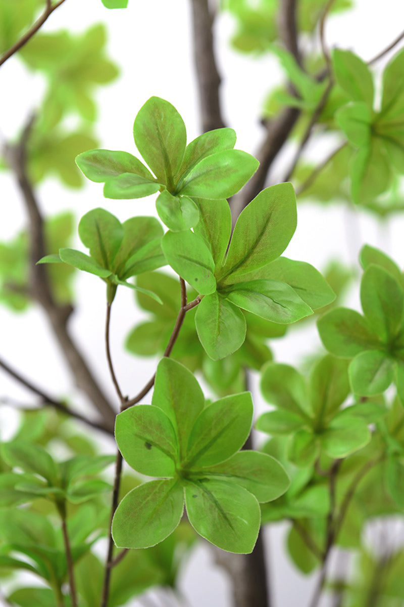 Enkianthus G: with Green Leaves