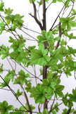 Enkianthus G: with Green Leaves