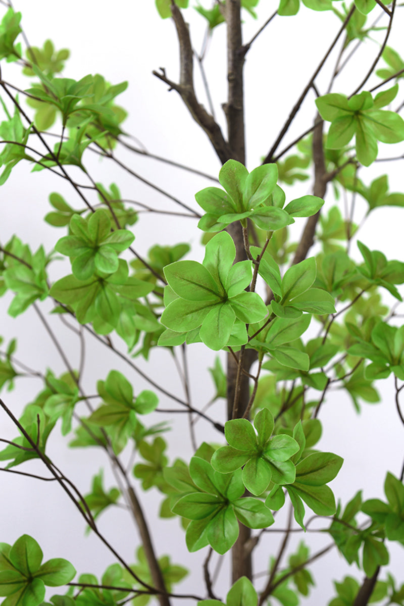 Enkianthus G: with Green Leaves