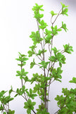 Enkianthus G: with Green Leaves
