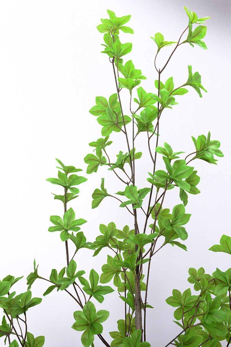 Enkianthus G: with Green Leaves