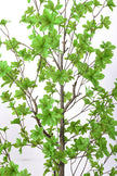 Enkianthus G: with Green Leaves