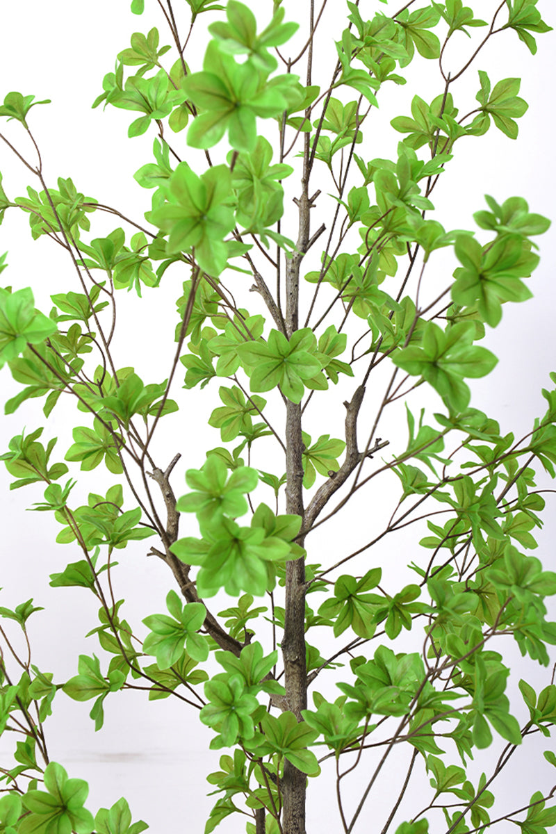 Enkianthus G: with Green Leaves