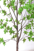 Enkianthus G: with Green Leaves