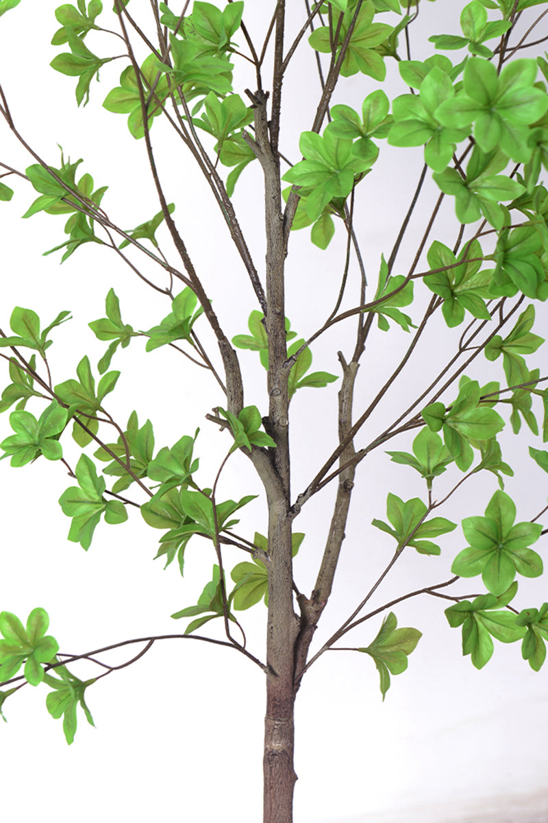 Enkianthus G: with Green Leaves