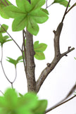 Enkianthus G: with Green Leaves